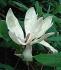 Magnolia officinalis Magnolia officinalis